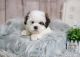 Mal-Shi Puppies for sale in Orange County, CA, USA. price: NA