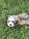 Mal-Shi Puppies for sale in Corydon, IN 47112, USA. price: $500