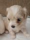Mal-Shi Puppies for sale in Rochester, MN 55906, USA. price: $600