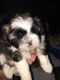 Mal-Shi Puppies for sale in Fall River, MA, USA. price: NA