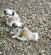Mal-Shi Puppies for sale in Wayland, MO 63472, USA. price: $400