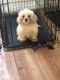Mal-Shi Puppies for sale in Collegedale, TN 37363, USA. price: $300