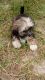 Mal-Shi Puppies for sale in Auburndale, FL, USA. price: NA