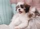 Mal-Shi Puppies for sale in Orange County, CA, USA. price: NA