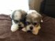 Mal-Shi Puppies for sale in Orlando, FL, USA. price: NA