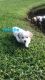 Mal-Shi Puppies for sale in Merritt Island, FL, USA. price: NA