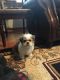 Mal-Shi Puppies for sale in Merrionette Park, IL, USA. price: $750