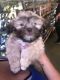 Mal-Shi Puppies for sale in Hayward, CA, USA. price: NA