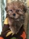 Mal-Shi Puppies for sale in 27 Cynthia St, Westwego, LA 70094, USA. price: $600