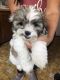 Mal-Shi Puppies for sale in 4801 Glenoak Rd, Hyattsville, MD 20784, USA. price: $600