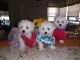 Mal-Shi Puppies for sale in Alsip, IL, USA. price: $450