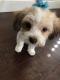 Mal-Shi Puppies for sale in Las Vegas, NV, USA. price: NA