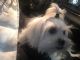 Mal-Shi Puppies for sale in White Marsh, MD, USA. price: NA