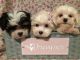 Mal-Shi Puppies for sale in West Bloomfield Township, MI, USA. price: $795