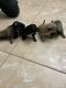 Mal-Shi Puppies for sale in Tampa, FL, USA. price: NA