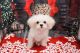 Mal-Shi Puppies for sale in Las Vegas, NV 89139, USA. price: NA
