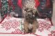 Mal-Shi Puppies for sale in Las Vegas, NV 89139, USA. price: $1,550
