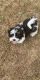 Mal-Shi Puppies for sale in Lawrenceville, GA 30044, USA. price: NA