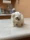Mal-Shi Puppies for sale in Milwaukee, WI, USA. price: NA