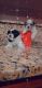 Mal-Shi Puppies for sale in Orlando, FL, USA. price: NA