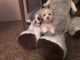 Mal-Shi Puppies for sale in Colbert, WA 99005, USA. price: NA