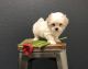 Mal-Shi Puppies for sale in Gaylord, MI 49735, USA. price: NA