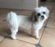 Mal-Shi Puppies for sale in San Diego, CA, USA. price: NA