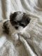 Mal-Shi Puppies for sale in Novi, MI, USA. price: $1,100