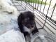 Mal-Shi Puppies for sale in 2617 W 6th Pl, Kennewick, WA 99336, USA. price: NA