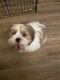 Mal-Shi Puppies for sale in Citrus Heights, CA, USA. price: NA
