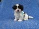 Mal-Shi Puppies for sale in La Habra Heights, CA, USA. price: NA