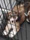 Mal-Shi Puppies for sale in Fresno, CA, USA. price: NA