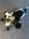 Mal-Shi Puppies for sale in North Las Vegas, NV, USA. price: $500
