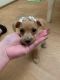 Mal-Shi Puppies for sale in San Diego, CA, USA. price: NA