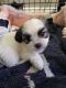 Mal-Shi Puppies for sale in Fontana, CA 92335, USA. price: NA