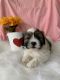 Mal-Shi Puppies for sale in La Habra Heights, CA, USA. price: $1,699