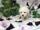 Mal-Shi Puppies for sale in Homestead, FL, USA. price: NA