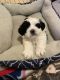 Mal-Shi Puppies for sale in Littleton, CO, USA. price: $1,200
