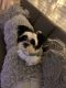 Mal-Shi Puppies for sale in Landover, MD 20785, USA. price: NA