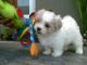 Mal-Shi Puppies for sale in Miami, FL, USA. price: $528