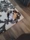 Mal-Shi Puppies for sale in Longmont, CO 80504, USA. price: NA