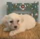 Mal-Shi Puppies for sale in Des Moines, IA 50320, USA. price: $1,200