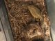 Mali Uromastyx Reptiles for sale in Detroit, MI, USA. price: $600