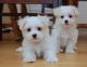Maltese Puppies for sale in International CityChina Cluster - Dubai - United Arab Emirates. price: 500 AED