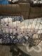 Maltese Puppies for sale in Garden Grove, CA 92844, USA. price: NA
