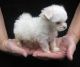 Maltese Puppies for sale in Delhi, India. price: 50000 INR