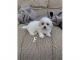 Maltese Puppies for sale in Los Alamos, NM 87544, USA. price: $1,200