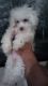 Maltese Puppies for sale in Sacramento, CA, USA. price: $575