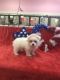 Maltese Puppies for sale in Midland Park, NJ 07432, USA. price: NA