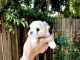 Maltese Puppies for sale in Beverly Hills, CA, USA. price: NA